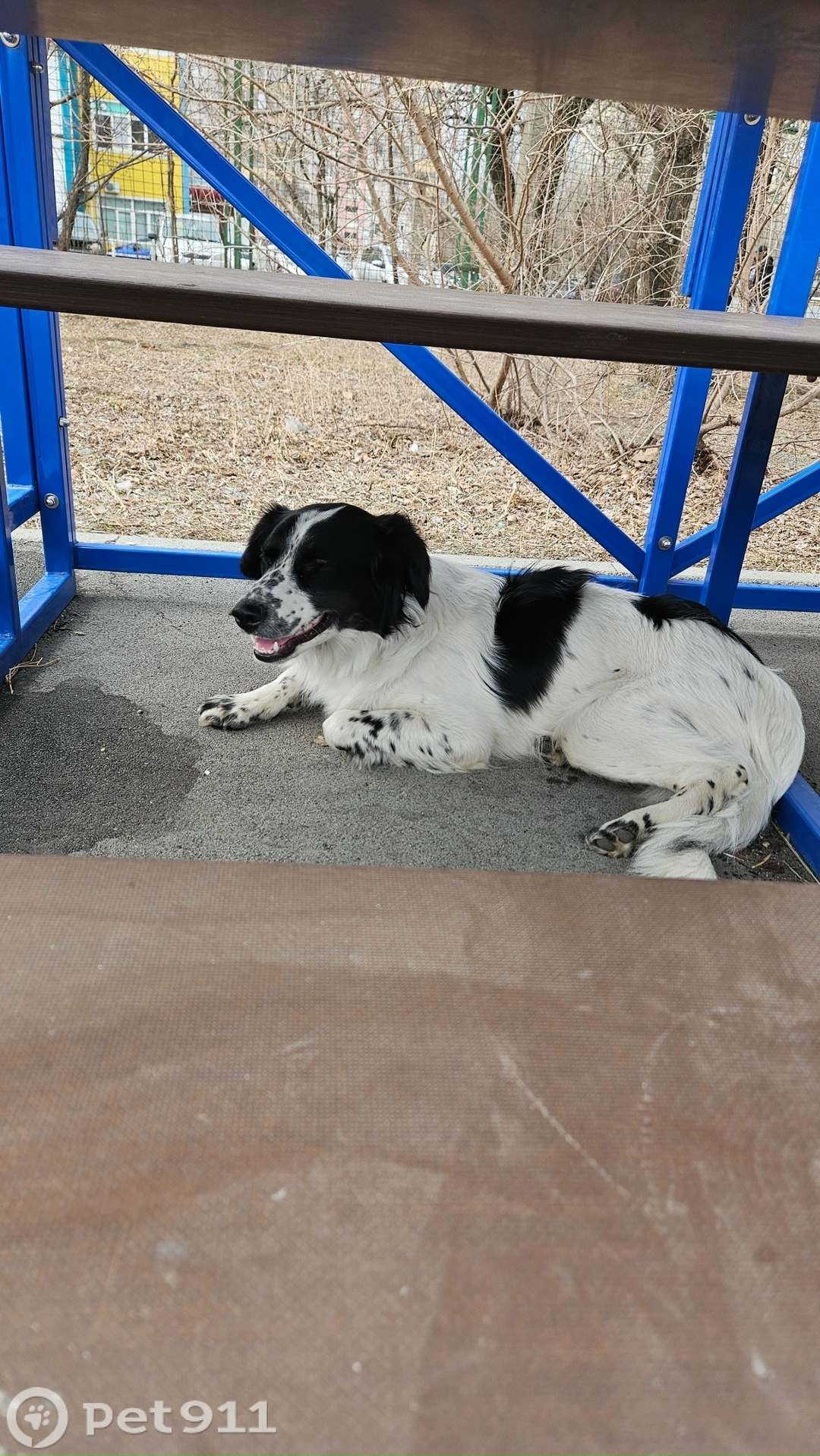 Найдена собака в Владивостоке — фото объявления