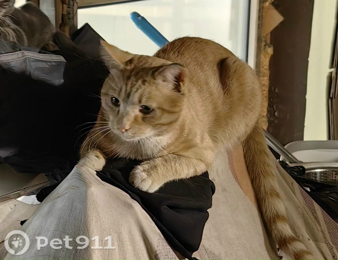 Пропала кошка в Владивостоке — фото объявления