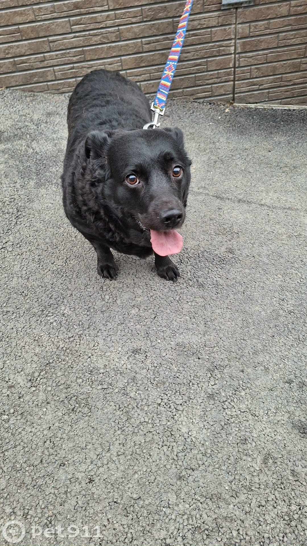 Найдена собака в Владивостоке — фото объявления