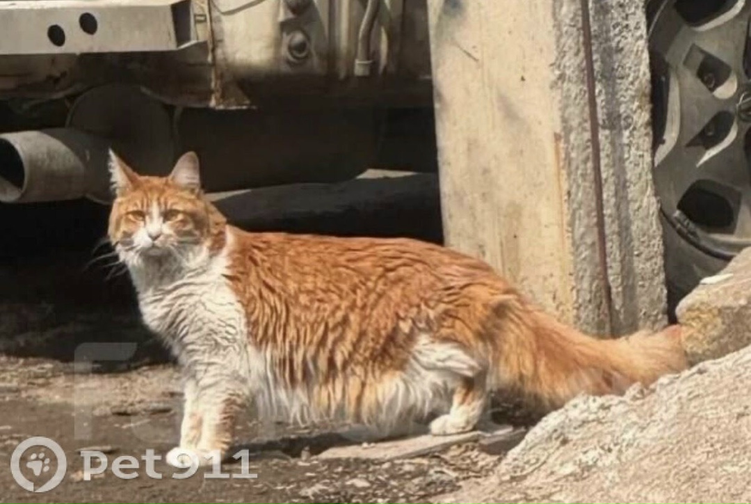 Найдена кошка в Владивостоке — фото объявления