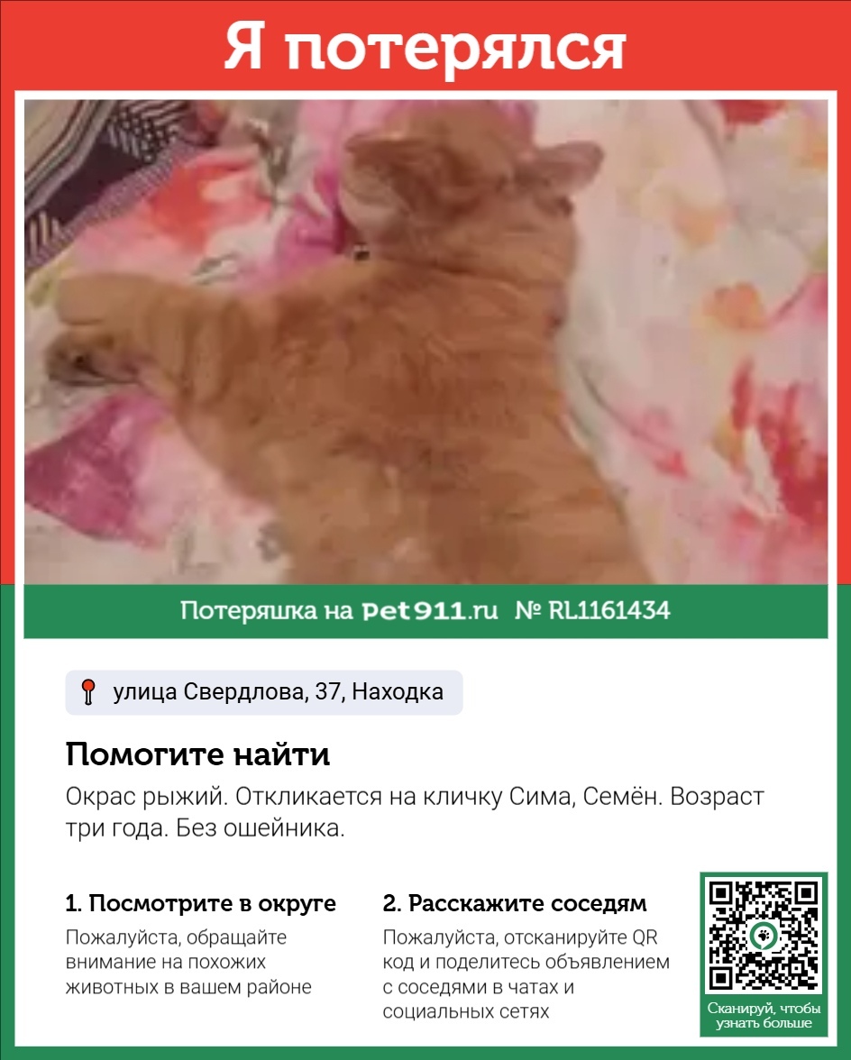 Пропала кошка в Владивостоке — фото объявления