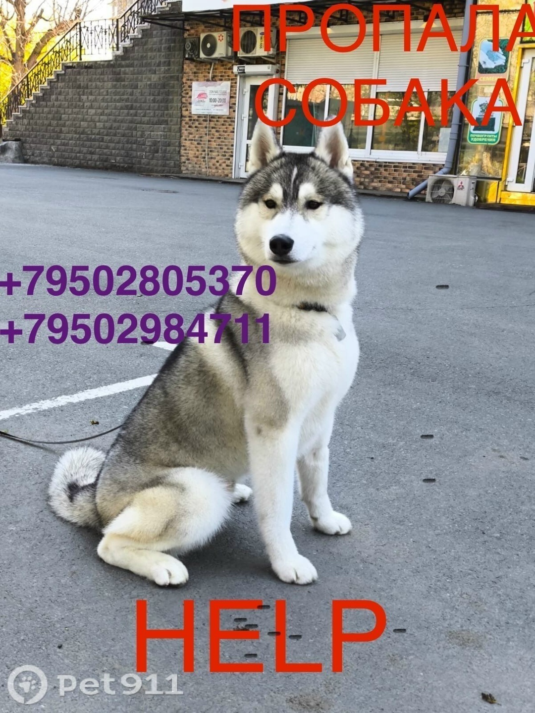 Пропала собака в Владивостоке — фото объявления