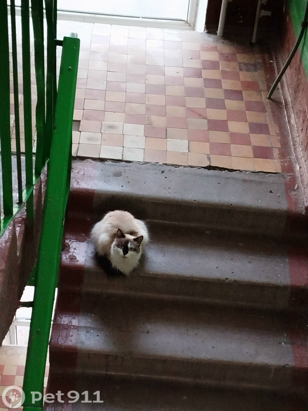 Найдена кошка в Владивостоке — фото объявления