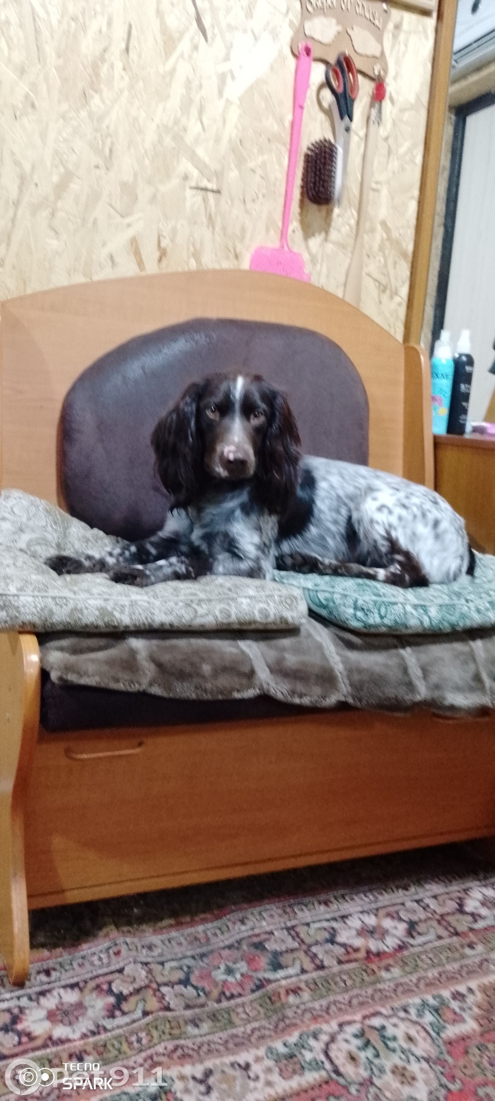 Пропала собака в Владивостоке — фото объявления