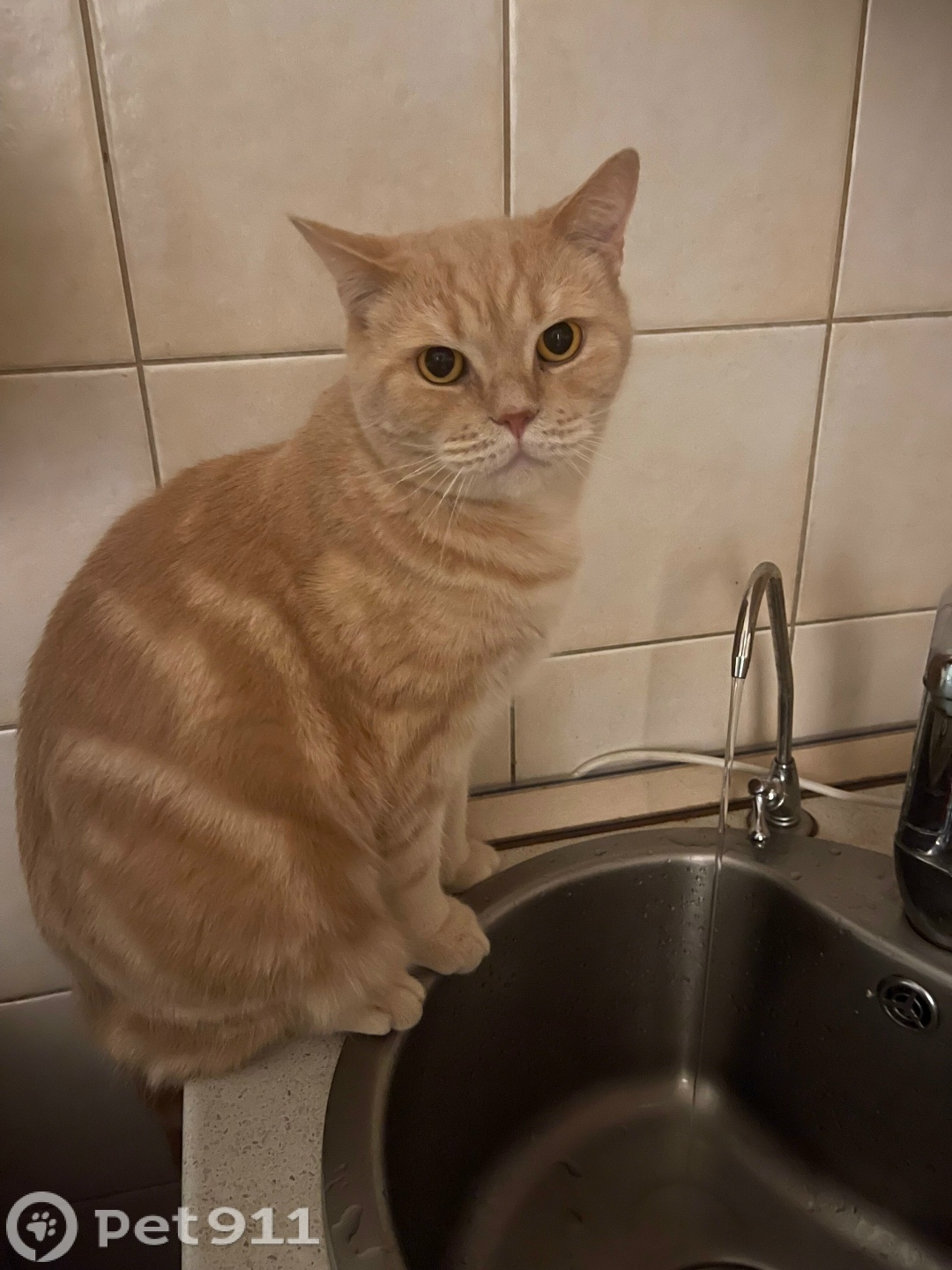 Пропала кошка в Владивостоке — фото объявления