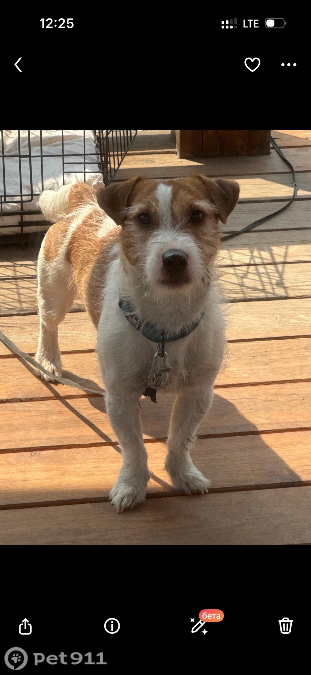 Пропала собака в Владивостоке — фото объявления