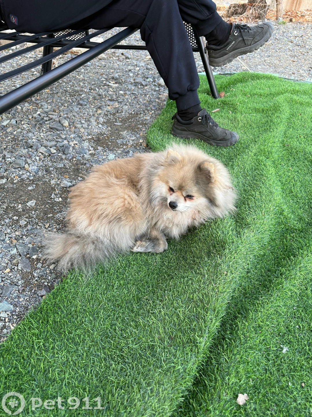 Найдена собака в Владивостоке — фото объявления