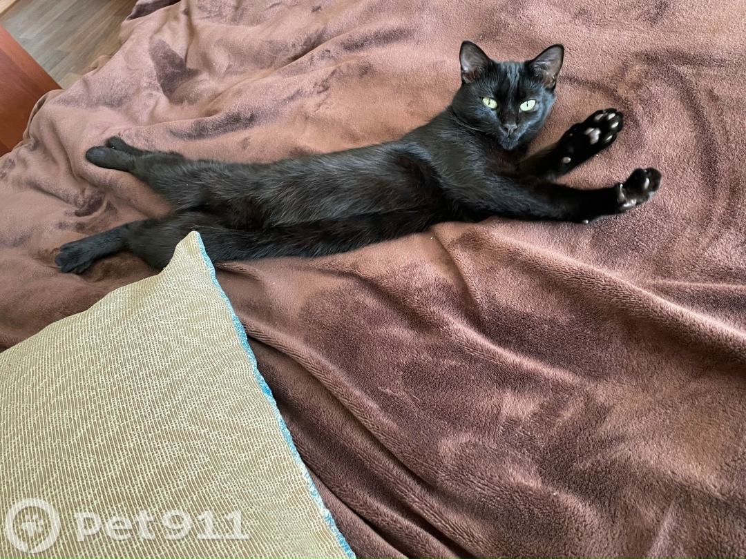 Пропала кошка в Владивостоке — фото объявления