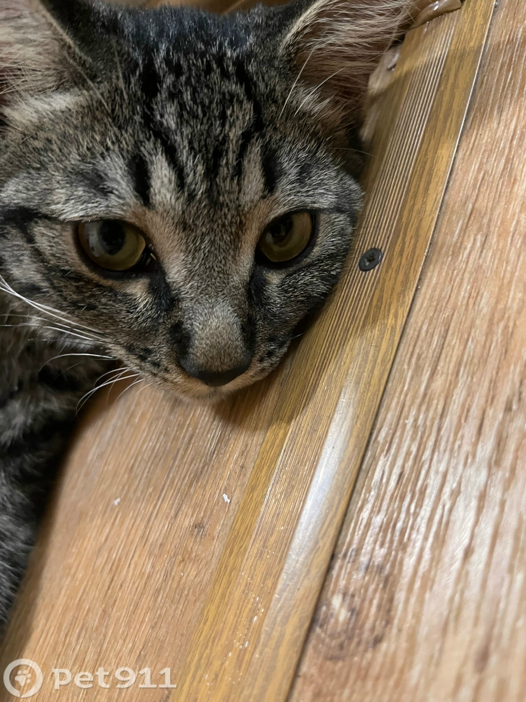 Найдена кошка в Владивостоке — фото объявления