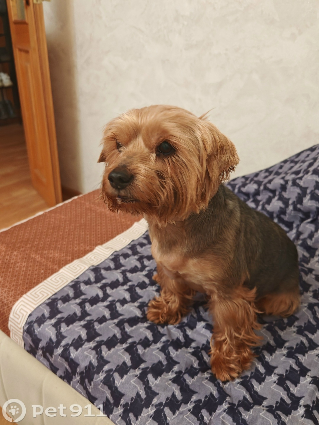 Найдена собака в Владивостоке — фото объявления