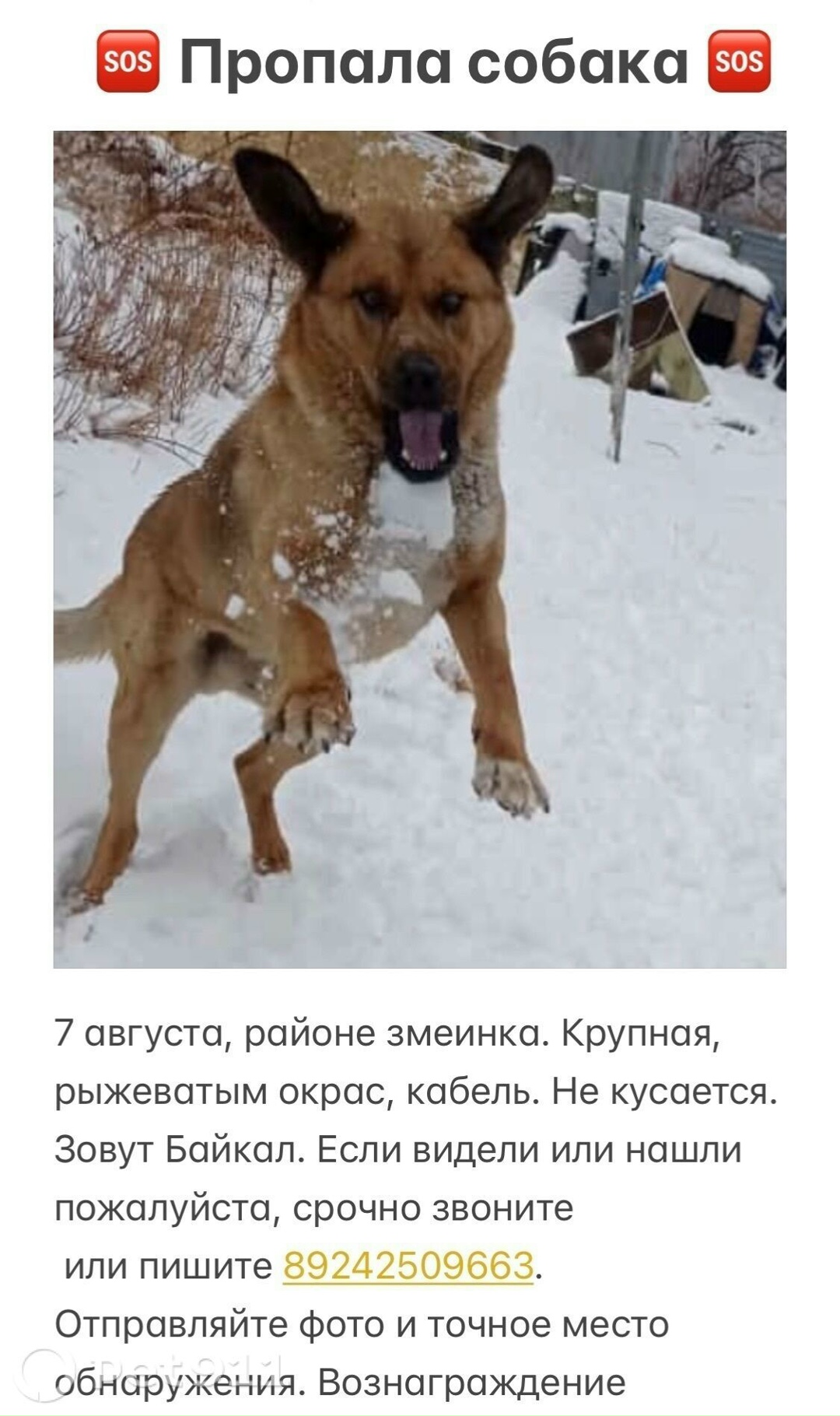 Пропала собака в Владивостоке — фото объявления