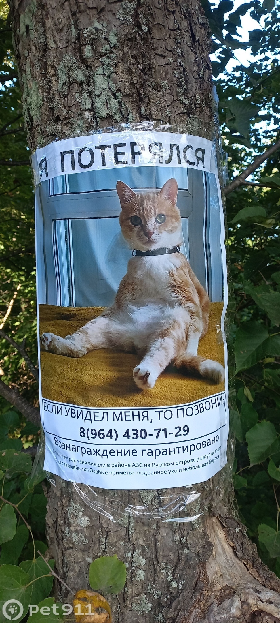 Пропала кошка в Владивостоке — фото объявления