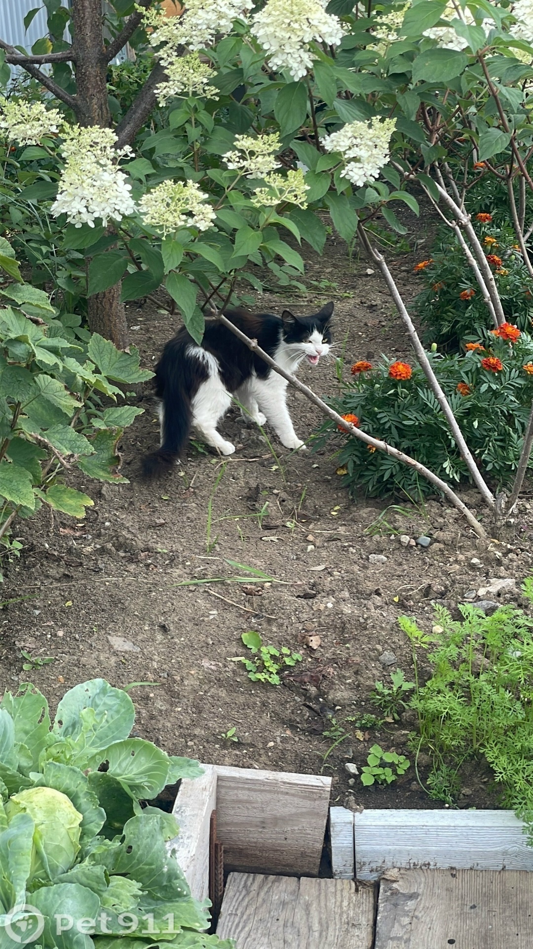 Найдена кошка в Владивостоке — фото объявления