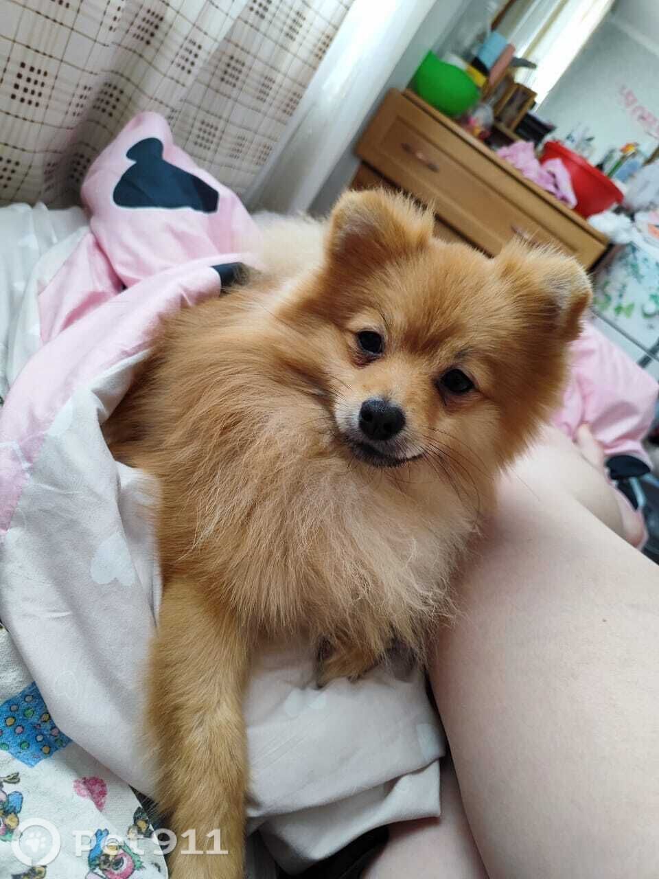 Пропала собака в Владивостоке — фото объявления