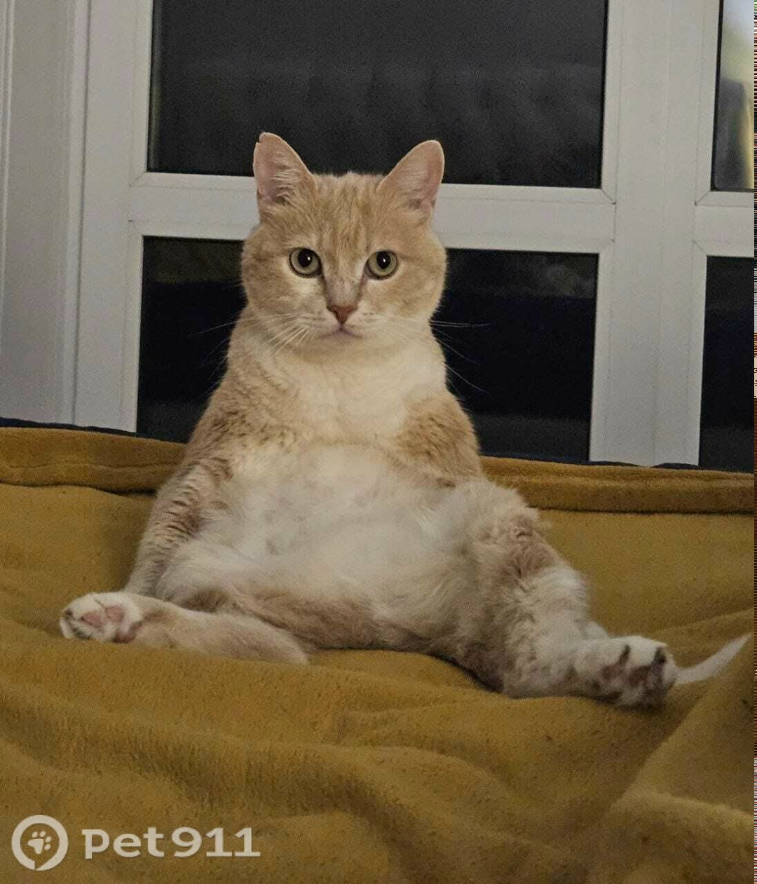 Пропала кошка в Владивостоке — фото объявления