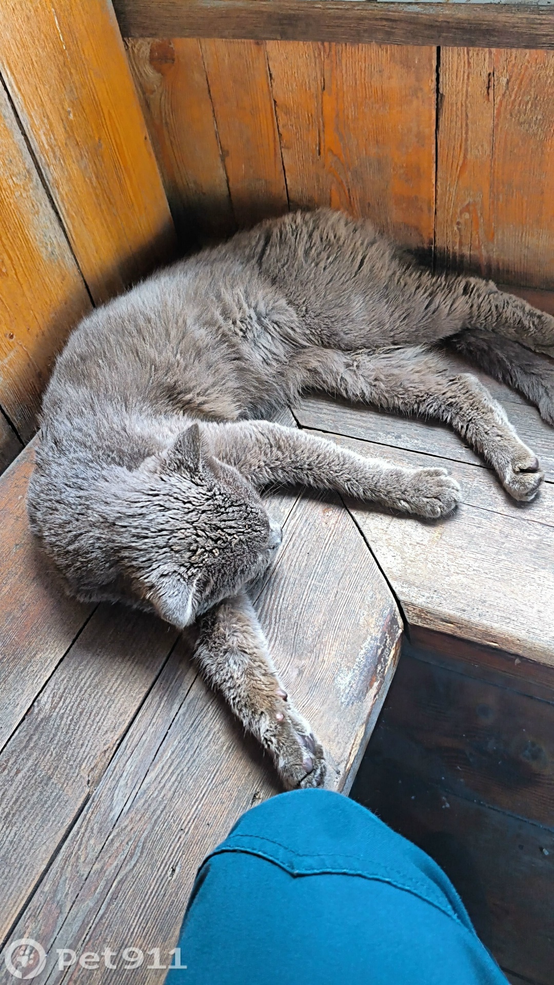 Найдена кошка в Владивостоке — фото объявления