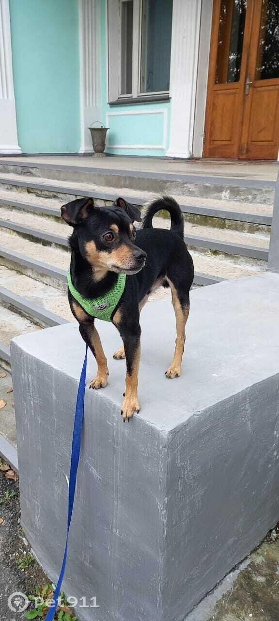 Пропала собака в Владивостоке — фото объявления