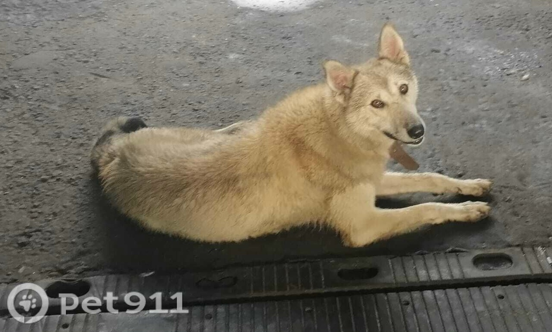 Найдена собака в Владивостоке — фото объявления
