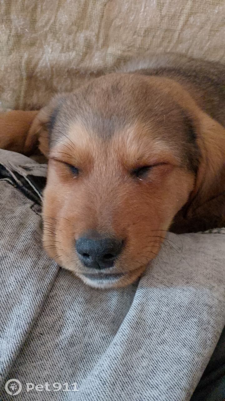 Пропала собака в Владивостоке — фото объявления