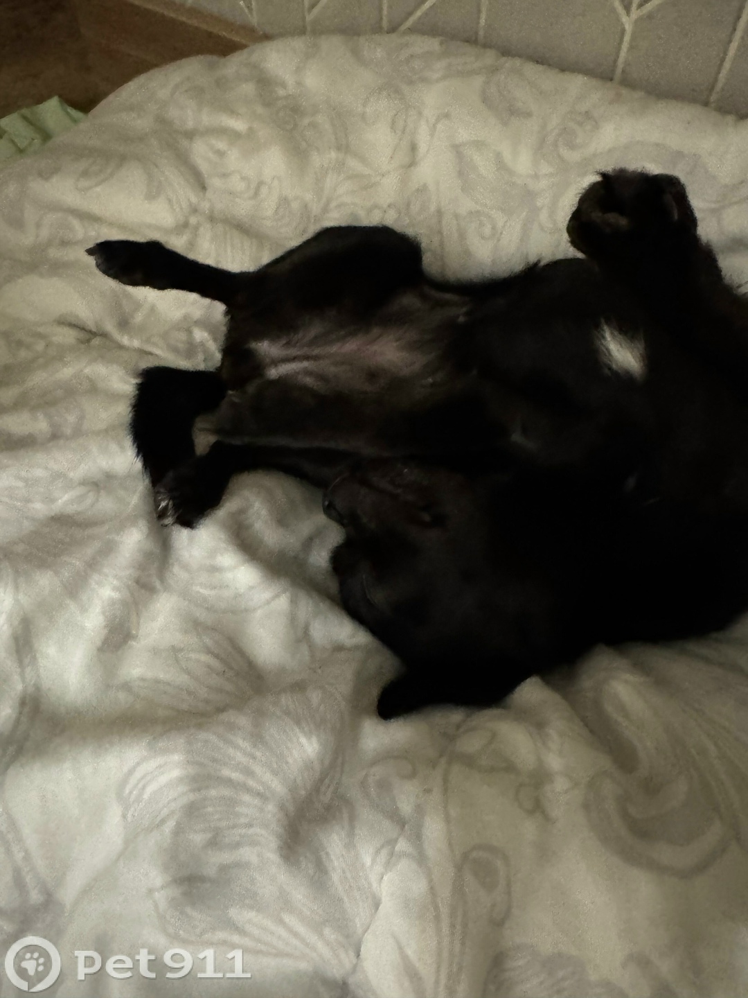 Пропала собака в Владивостоке — фото объявления