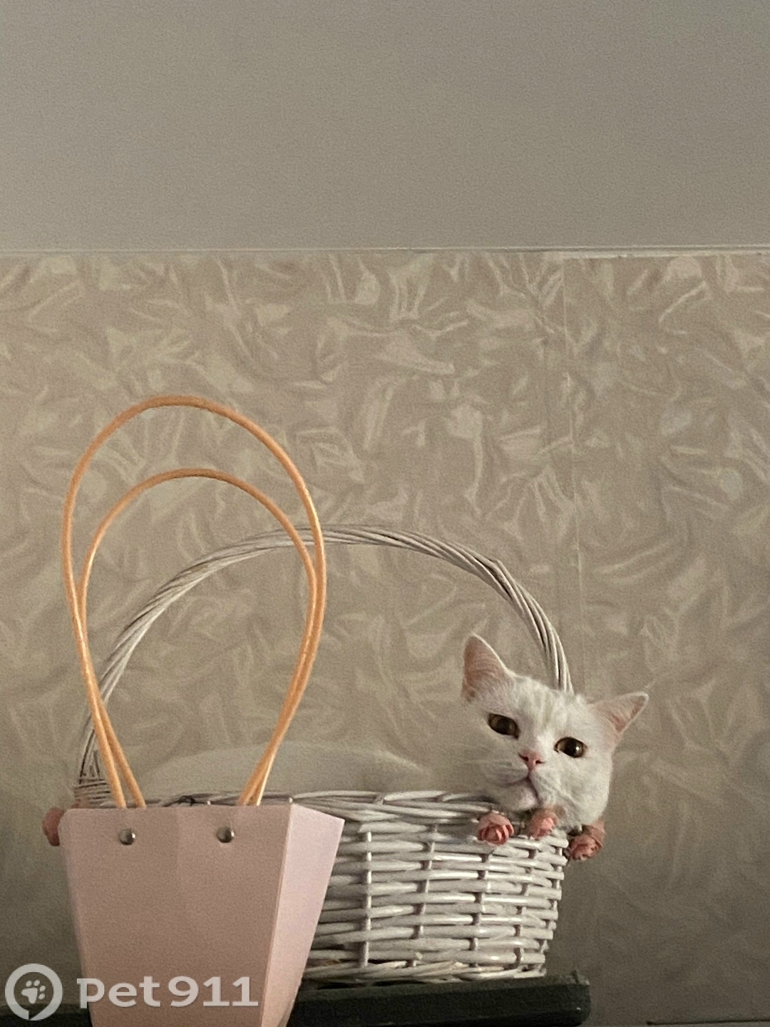 Пропала кошка в Владивостоке — фото объявления