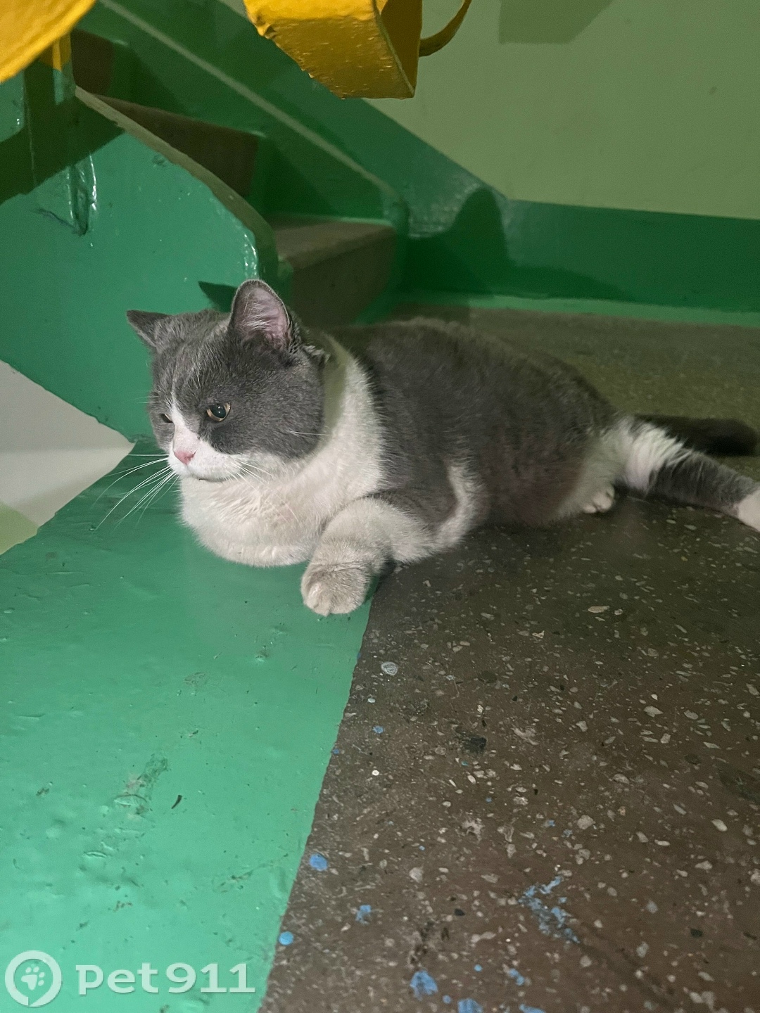 Найдена кошка в Владивостоке — фото объявления