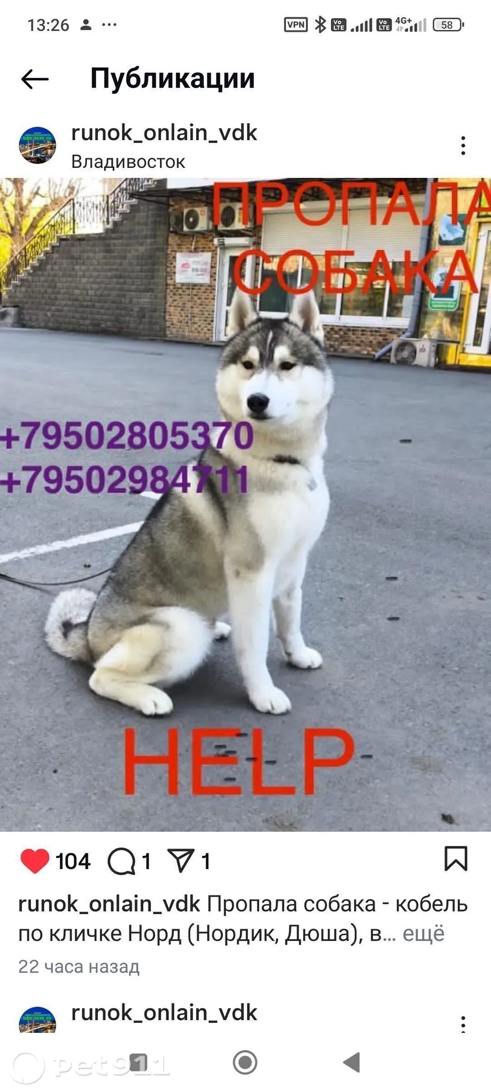 Пропала собака в Владивостоке — фото объявления