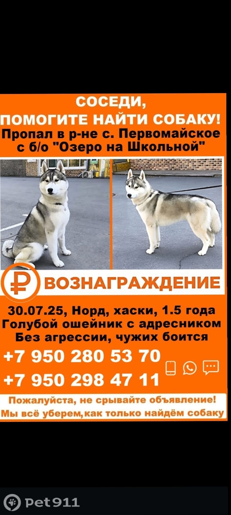 Пропала собака в Владивостоке — фото объявления