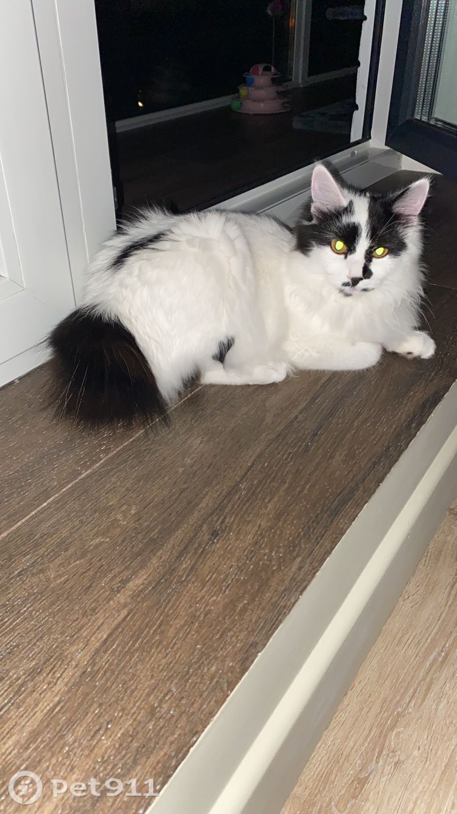 Пропала кошка в Владивостоке — фото объявления