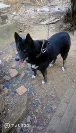 Пропала собака в Владивостоке — фото объявления