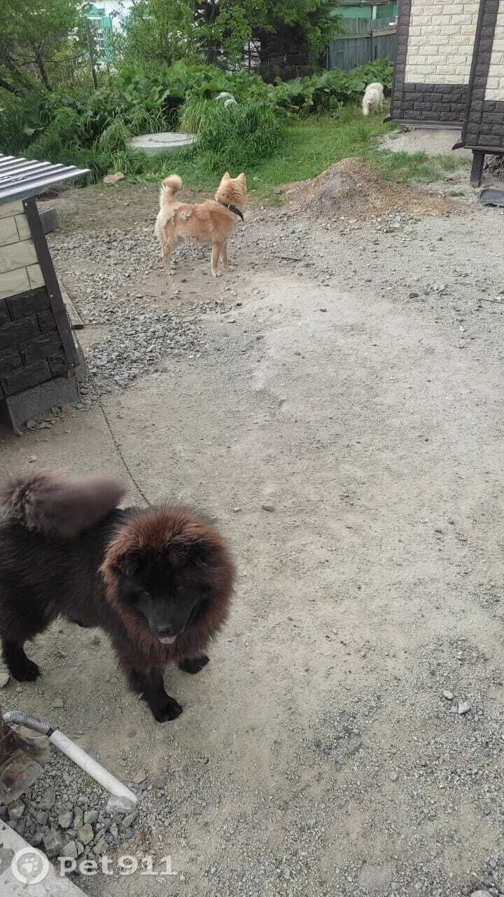 Пропала собака в Владивостоке — фото объявления