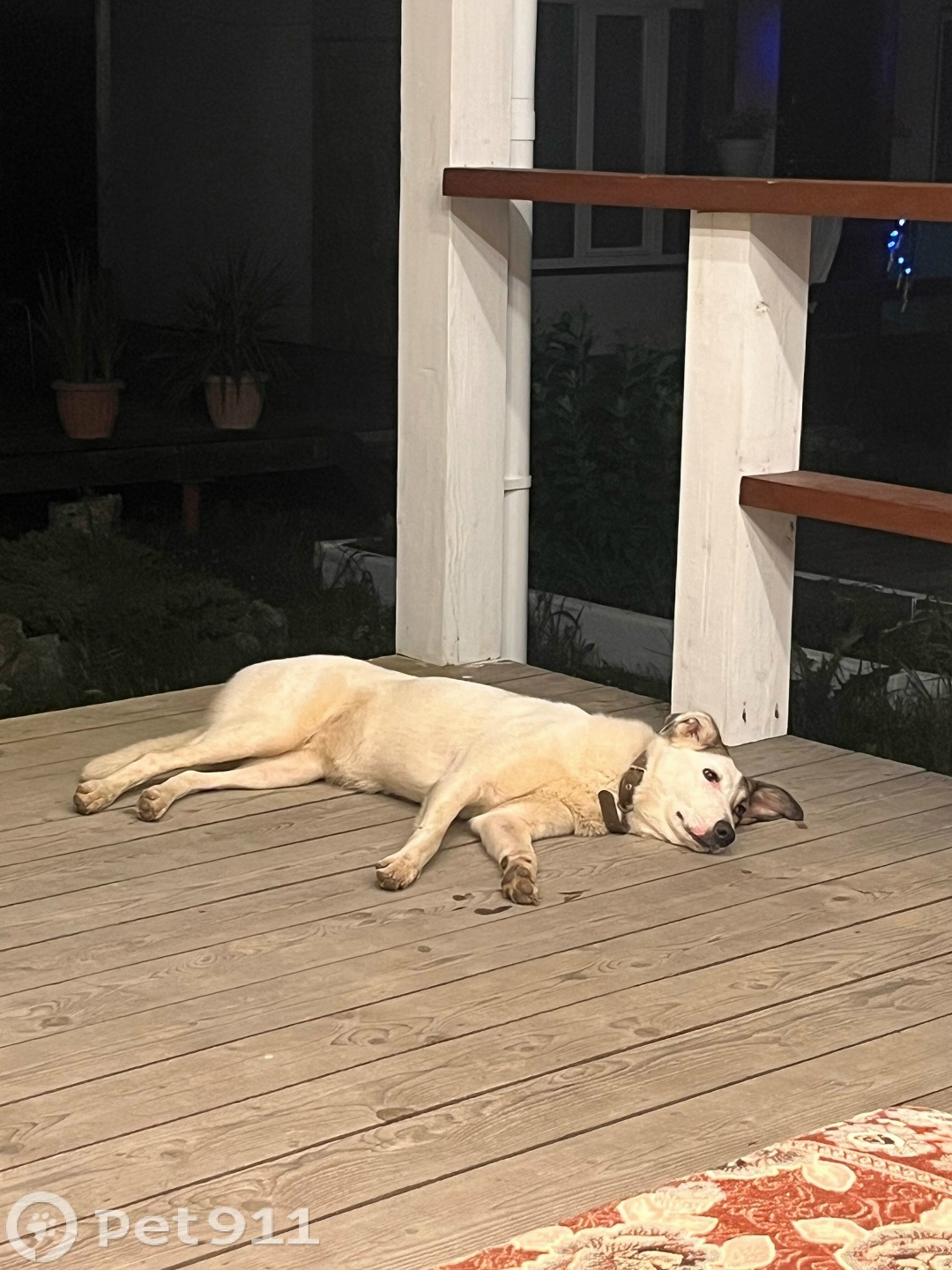 Пропала собака в Владивостоке — фото объявления