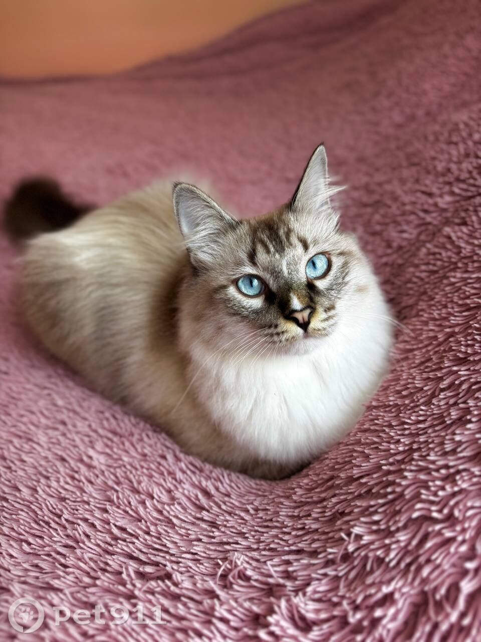 Пропала кошка в Владивостоке — фото объявления