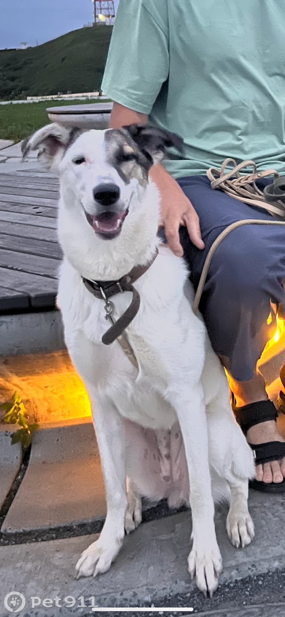 Пропала собака в Владивостоке — фото объявления