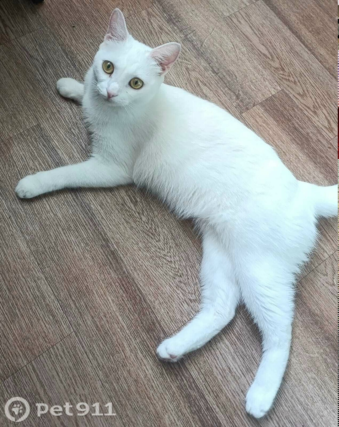 Пропала кошка в Владивостоке — фото объявления