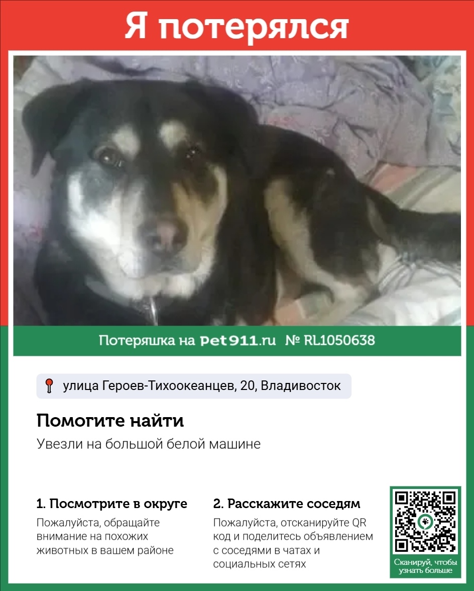 Пропала собака в Владивостоке — фото объявления