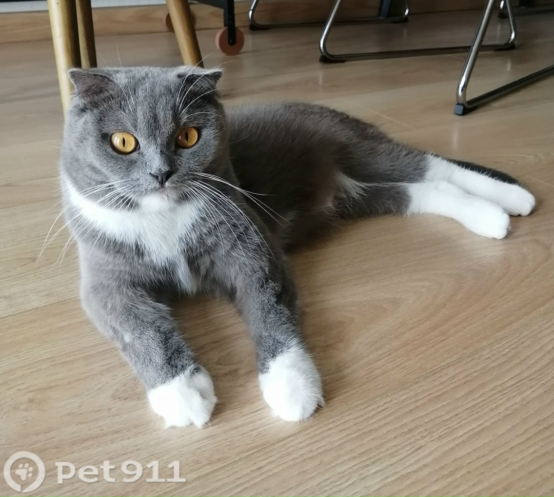 Пропала кошка в Владивостоке — фото объявления
