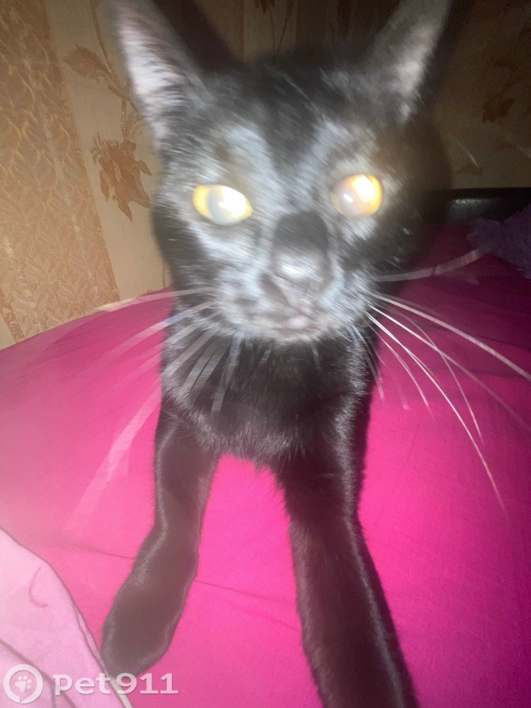 Пропала кошка в Владивостоке — фото объявления