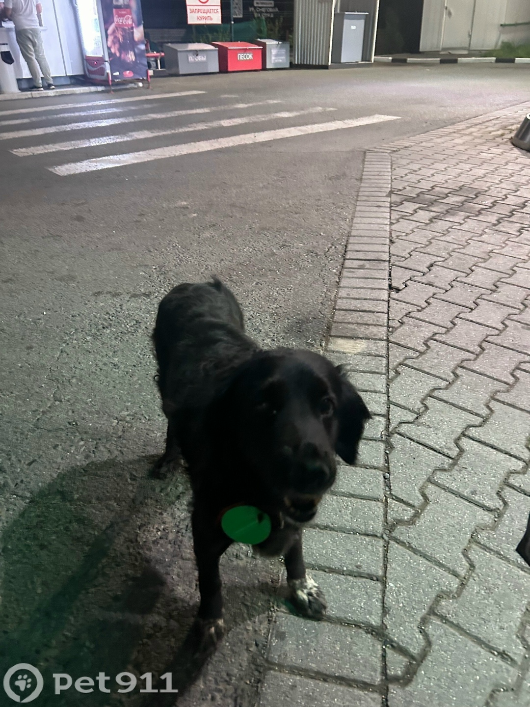Найдена собака в Владивостоке — фото объявления