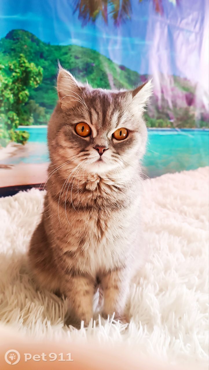 Пропала кошка в Владивостоке — фото объявления