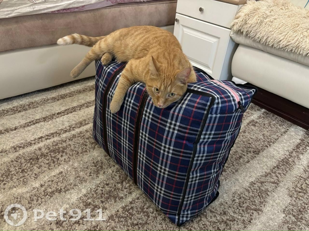 Пропала кошка в Владивостоке — фото объявления