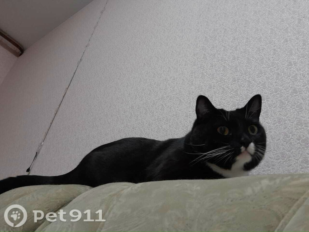 Пропала кошка в Владивостоке — фото объявления