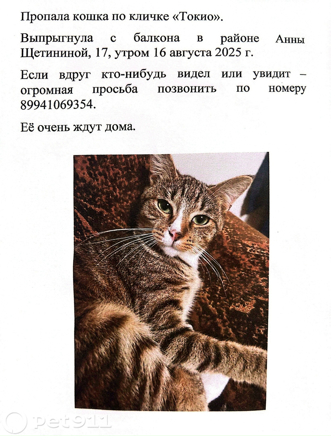 Пропала кошка в Владивостоке — фото объявления