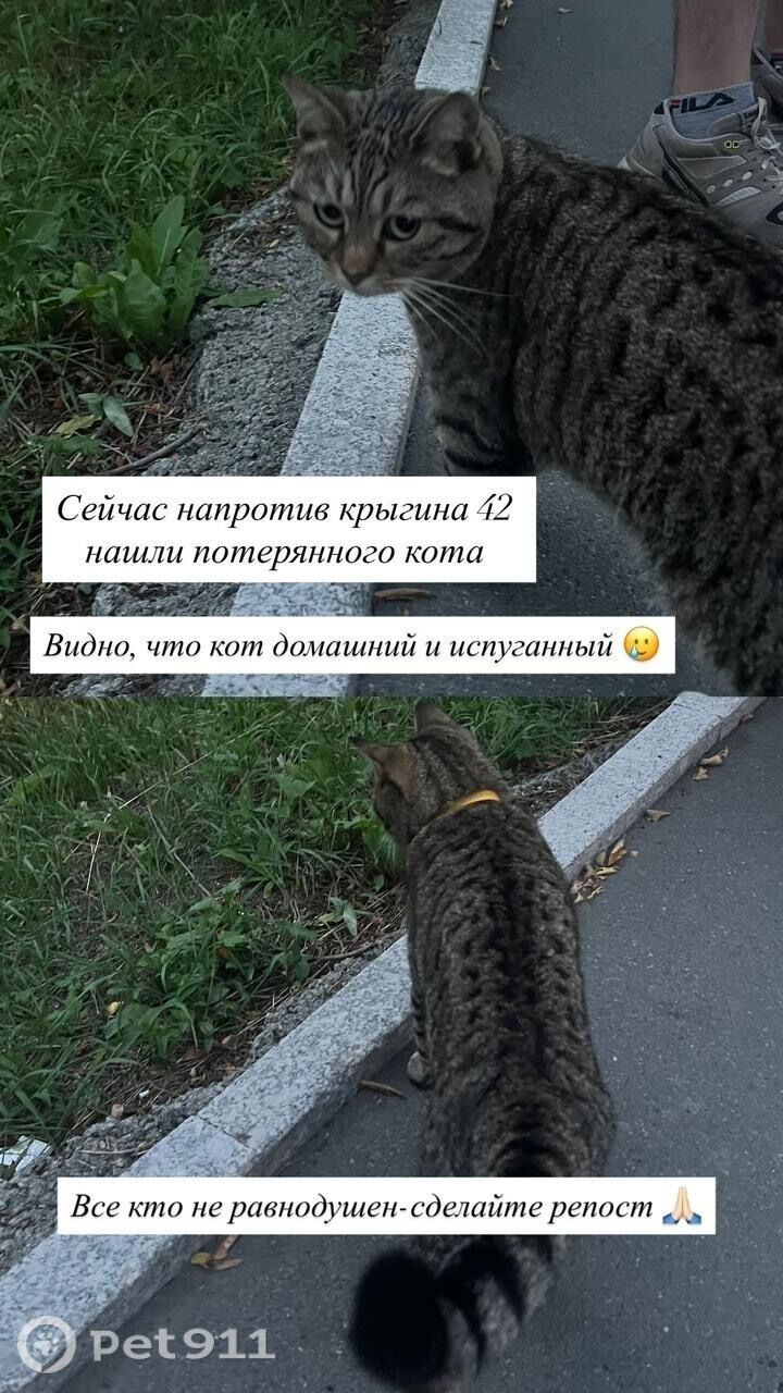 Найдена кошка в Владивостоке — фото объявления