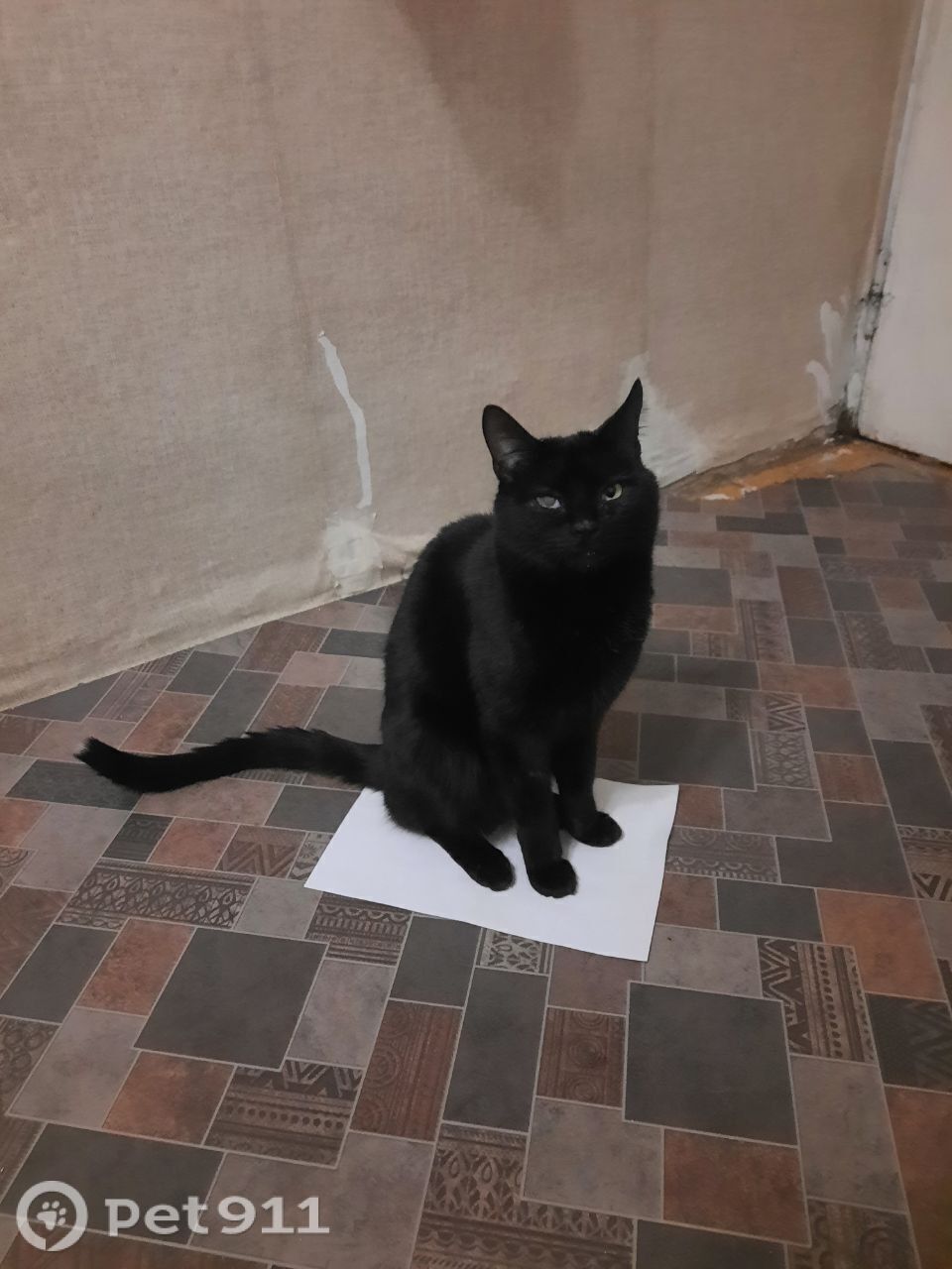 Пропала кошка в Владивостоке — фото объявления