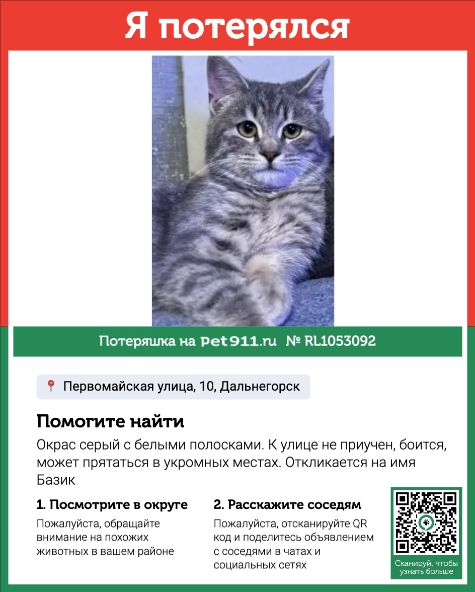 Пропала кошка в Владивостоке — фото объявления