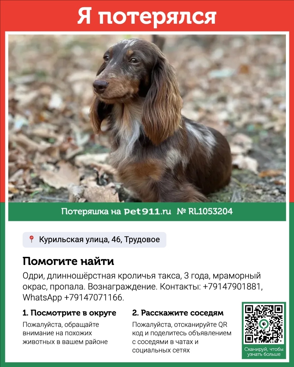 Пропала собака в Владивостоке — фото объявления