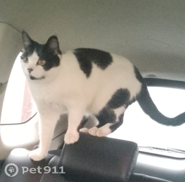 Пропала кошка в Владивостоке — фото объявления