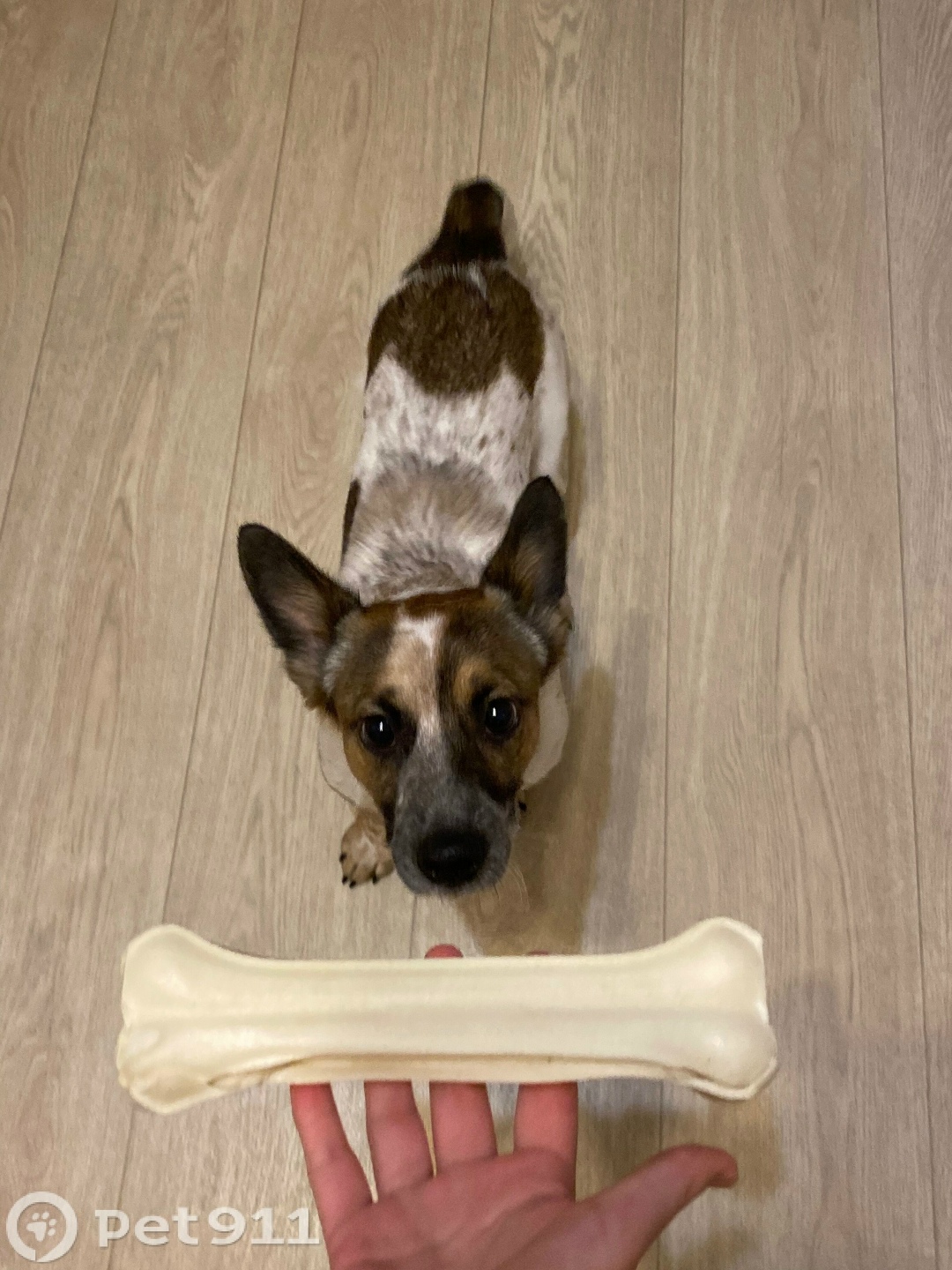 Пропала собака в Владивостоке — фото объявления