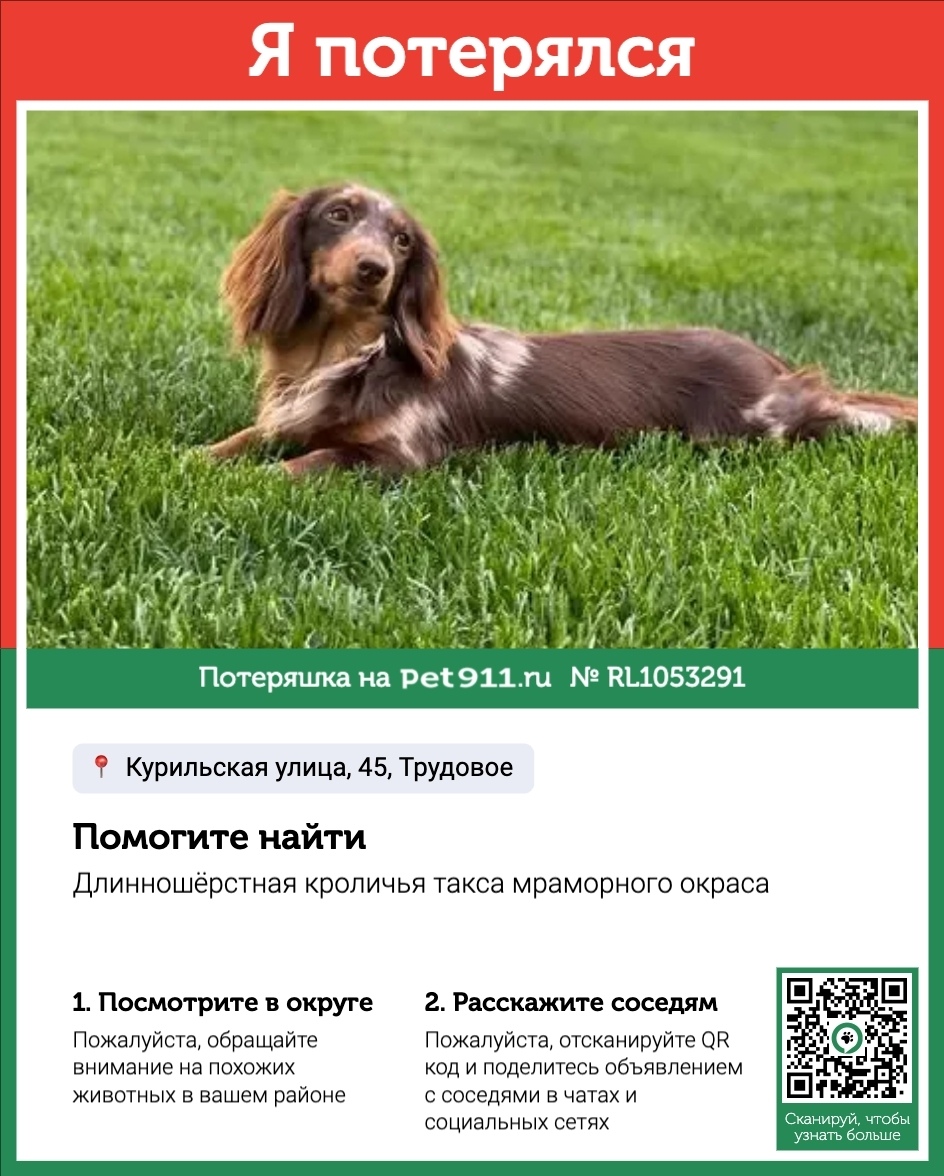 Пропала собака в Владивостоке — фото объявления